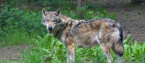 gray wolf in the forest
