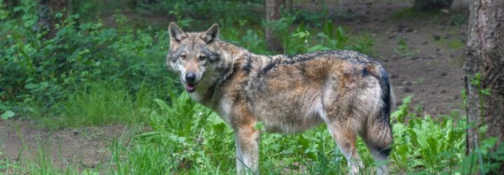 gray wolf in the forest