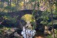 bridge over creek in forest