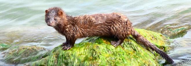 wild mink on a moss-covered rock