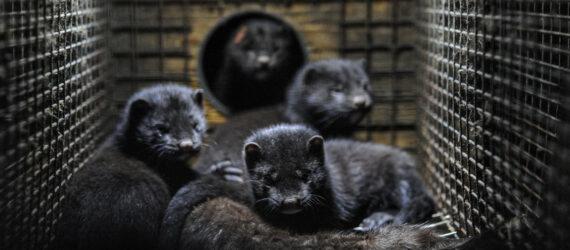minks huddled up in a cage