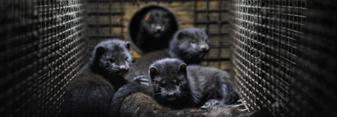 minks huddled up in a cage