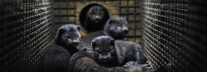 minks huddled up in a cage