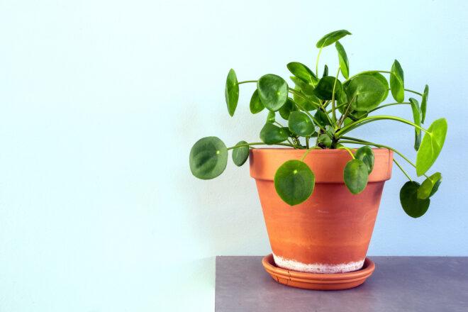 A potted Chinese Money Plant.