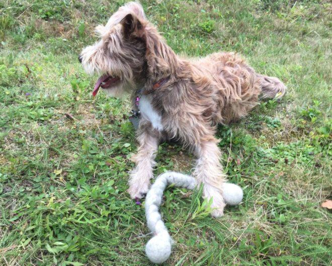 dog with wool chew toy