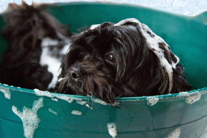 dog with soap on fur in wash bucket