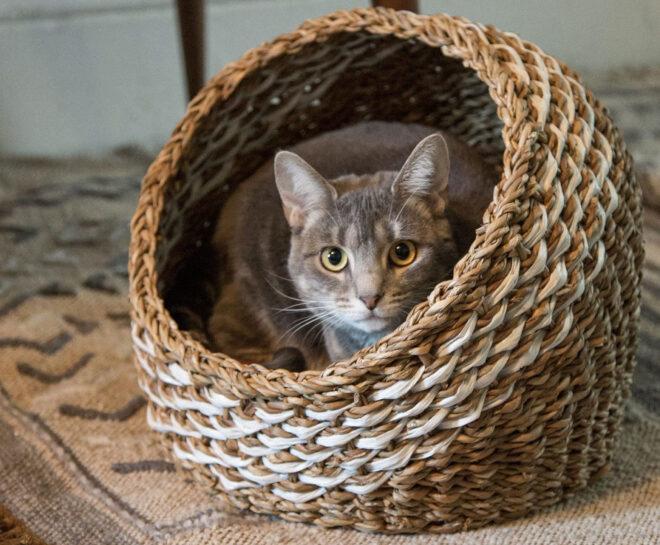 cat in wicker basket bet