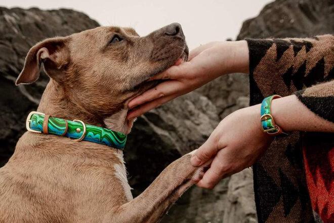 dog with green collar and human with matching green bracelet