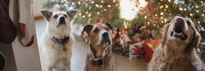 three dogs sitting in front of a Christmas tree