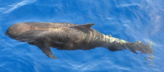 pilot whale swimming in Atlantic Ocean