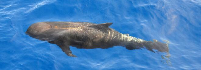 pilot whale swimming in Atlantic Ocean