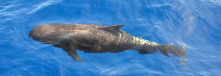 pilot whale swimming in Atlantic Ocean