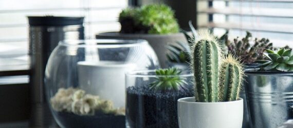 A shelf full of potted plants.
