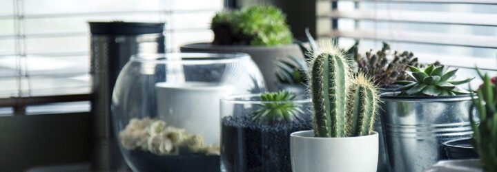 A shelf full of potted plants.