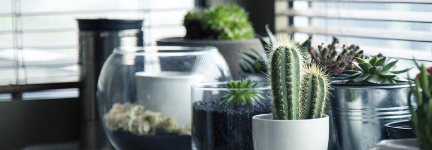 A shelf full of potted plants.