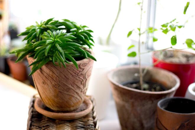 A potted Happy Bean Plant.