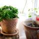 A potted Happy Bean Plant.
