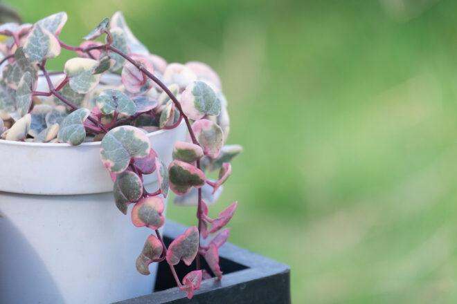 A close-up of a String of Hearts plant.