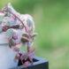 A close-up of a String of Hearts plant.