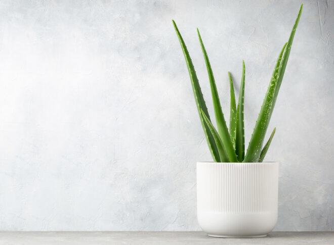 A potted Aloe Vera plant.