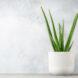 A potted Aloe Vera plant.