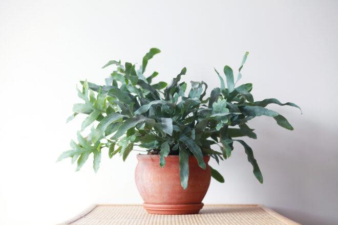 A potted Blue Star Fern.