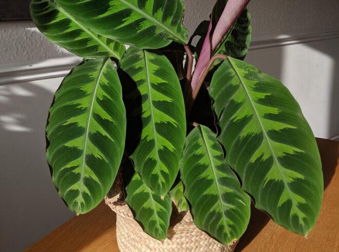 A potted Velvet Calathea.