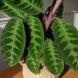 A potted Velvet Calathea.