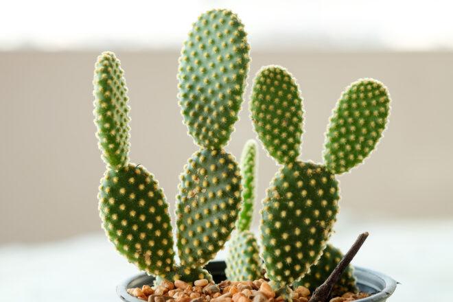 A close-up of a bunny ear cactus plant.