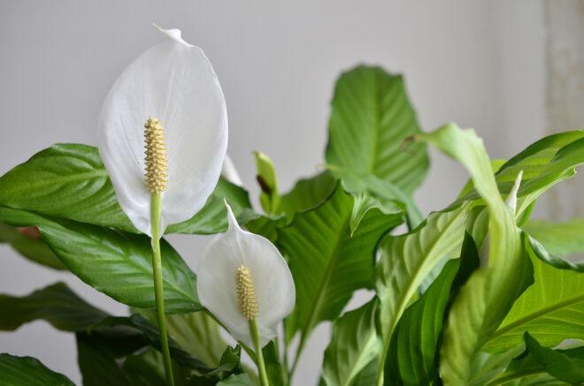 A close-up of a Peace Lily.