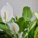 A close-up of a Peace Lily.
