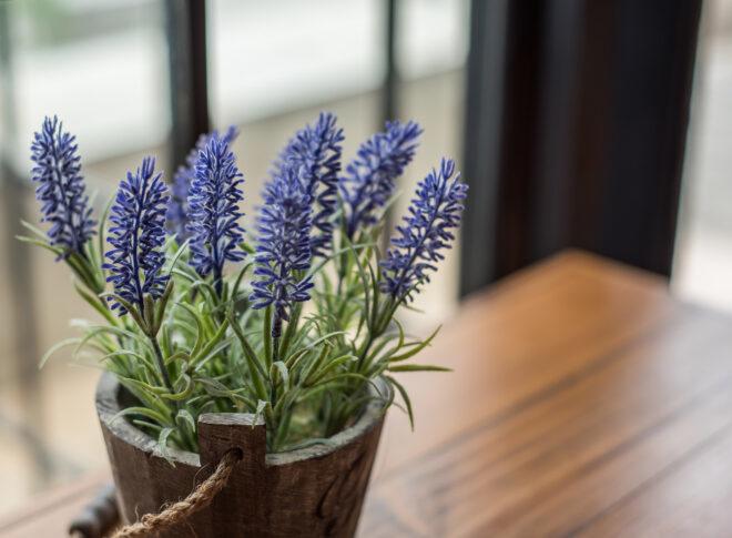 A potted Lavender plant.