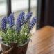 A potted Lavender plant.
