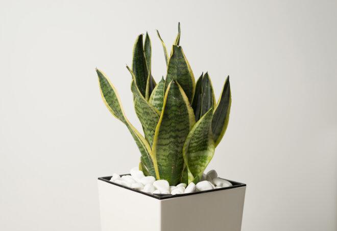 A potted Snake Plant.