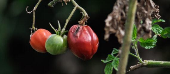 rotting tomato on the vine