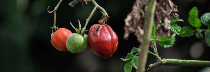 rotting tomato on the vine