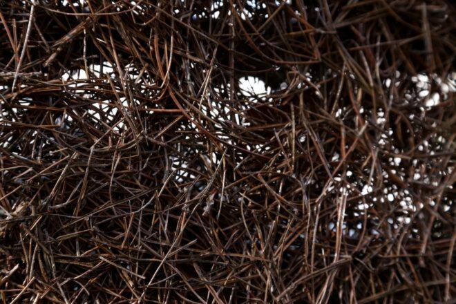 close-up of plant fibers