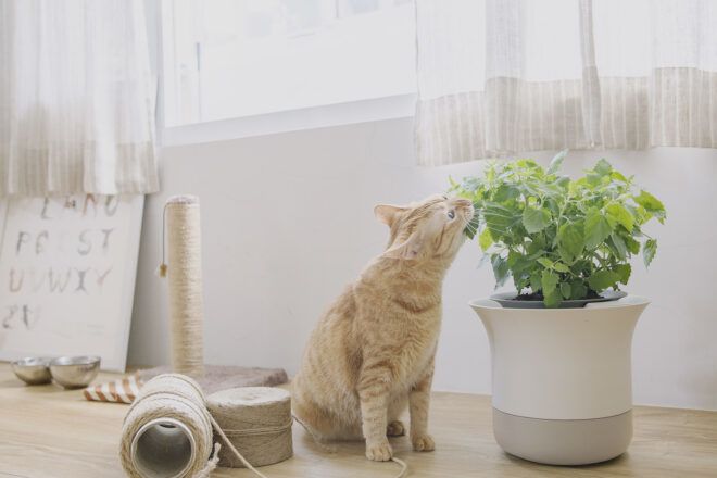 A cat enjoying catnip planted in a white pot.