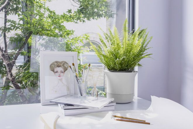 A green plant in a white pot against a desk and window background.