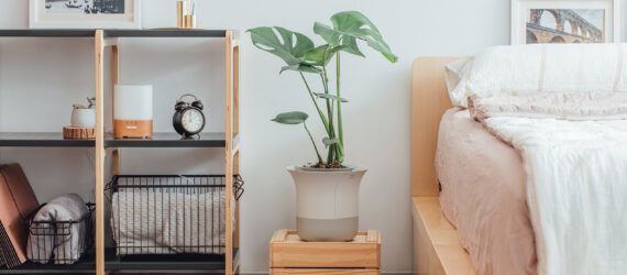 A large potted plant in a bedroom.