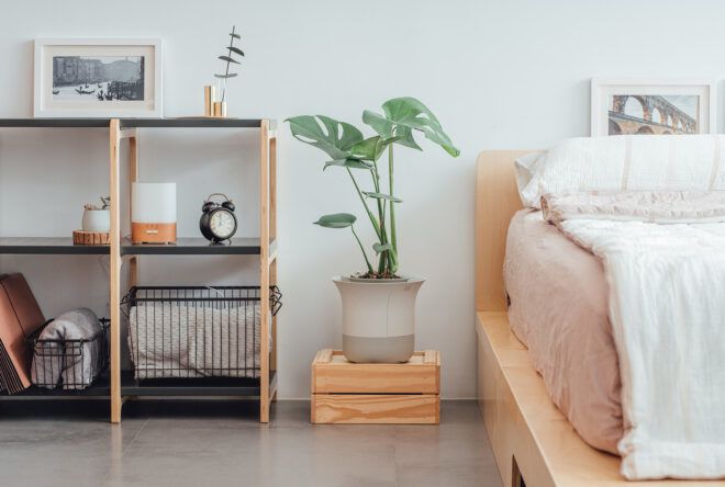 A large potted plant in a bedroom.