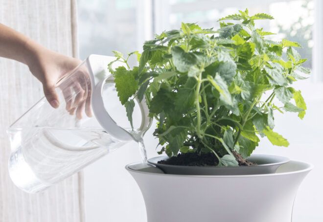 A hand pouring a pitcher of water into a white pot with a green plant.