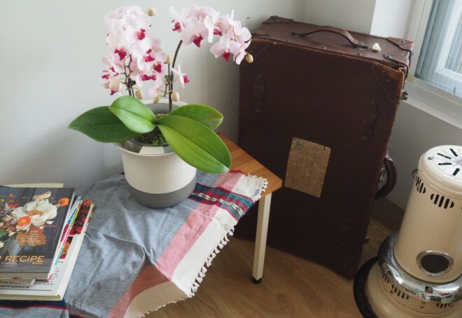 A desk area with a potted flower plant.