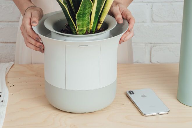 A pair of hands holding a white pot with a green plant in it.