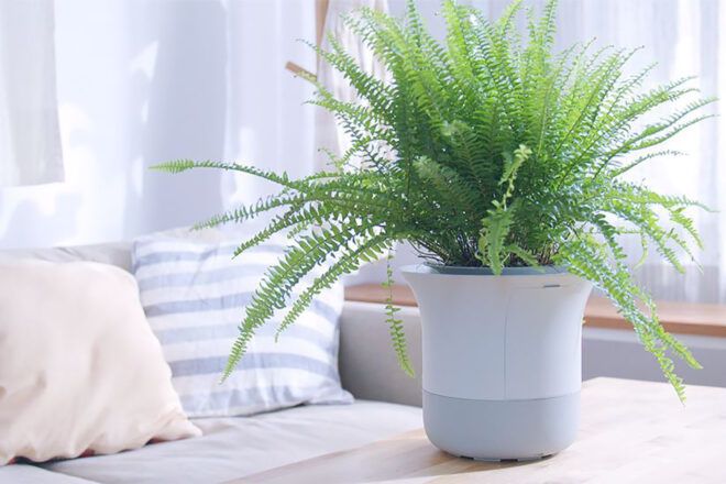 A green plant in a white pot against a pillow background.