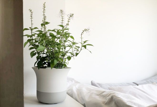 A green plant in a white pot against a bedroom background.