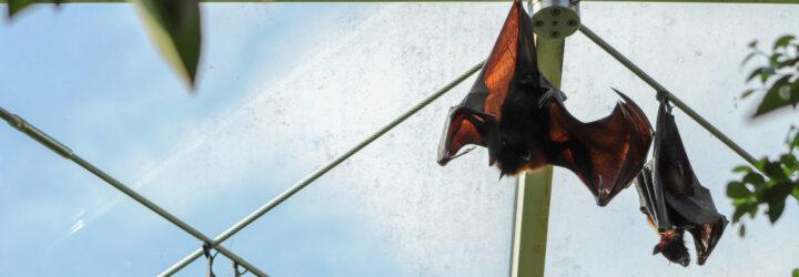 bats hanging from wires