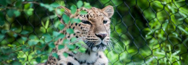 cheetah in a cage