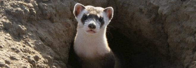 black-footed ferret poking head out from hole