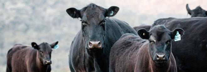 beef cattle on a farm